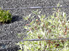 Seilteilung im Detail - Verwendung von Seilspannern - Seilenden mit Links- bzw. Rechts- Gewindeterminals verpresst
